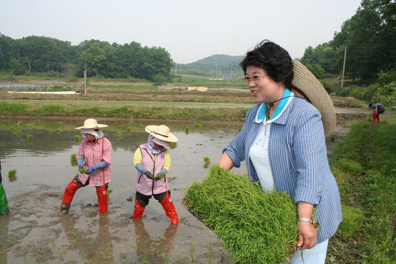 모내기 행사